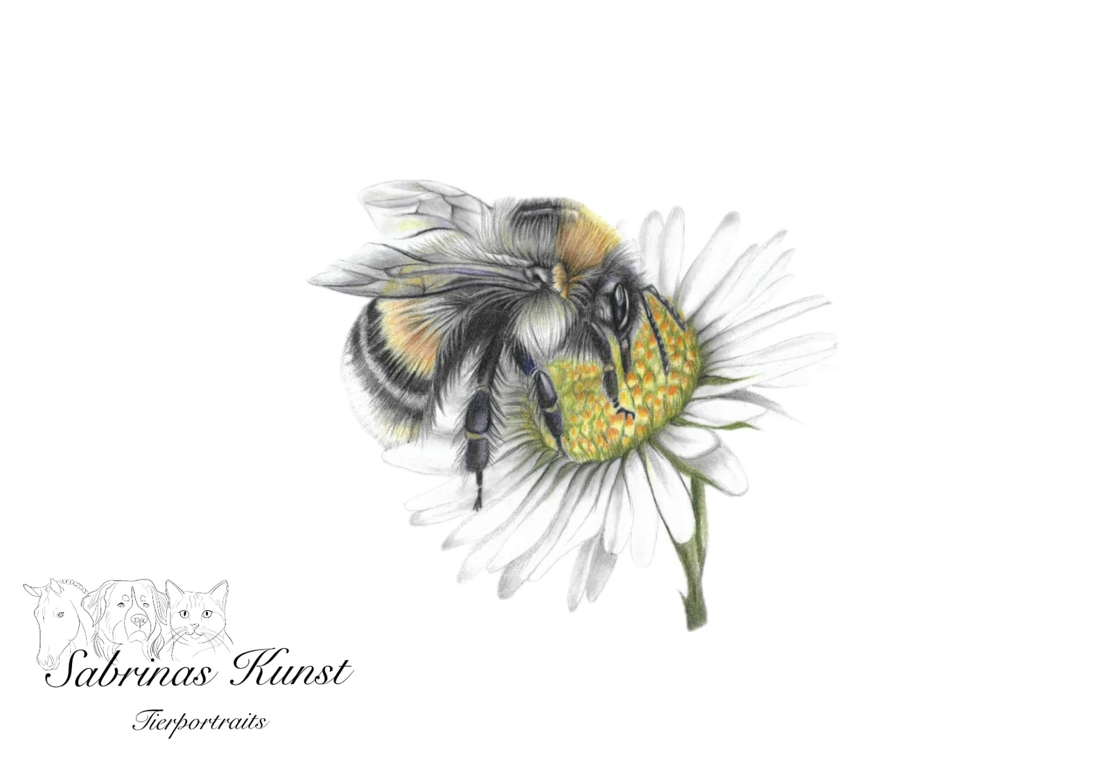 Originalzeichnung: Hummel