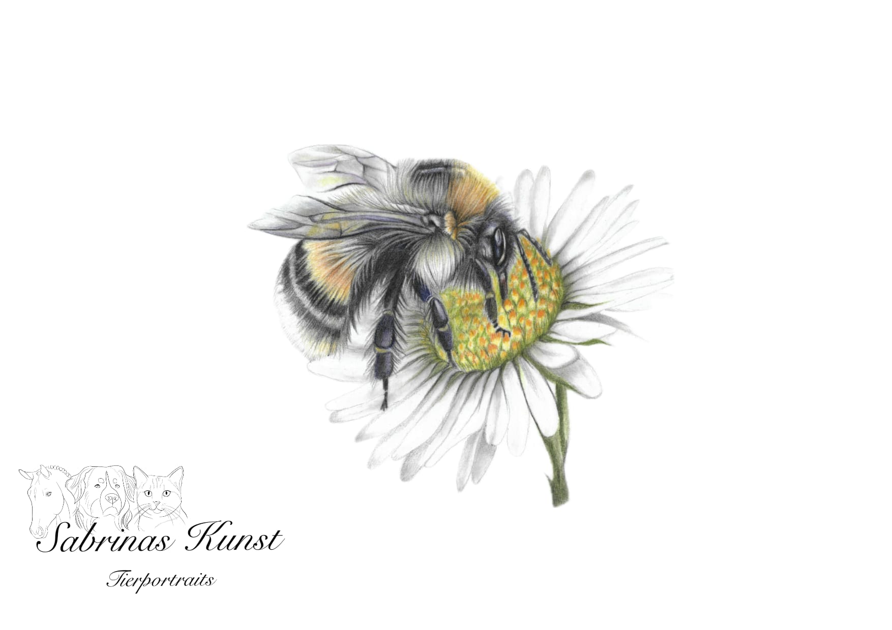 Hummel Zeichnung